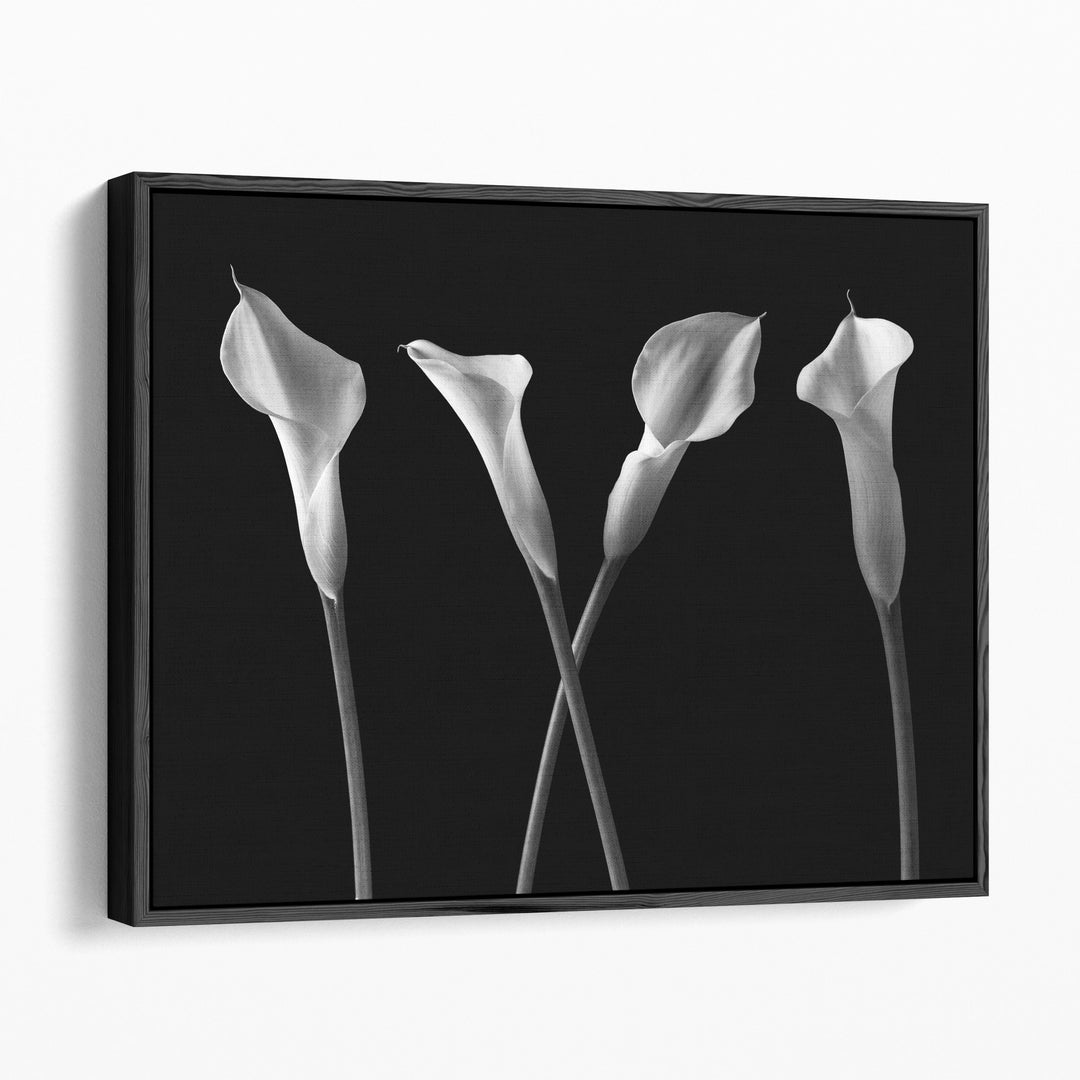 Calla Lilies In A Row Black And White - Canvas Print Wall Art