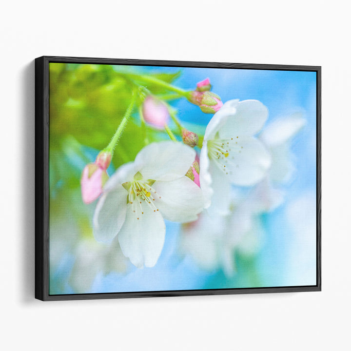Cherry Blossom - Canvas Print Wall Art