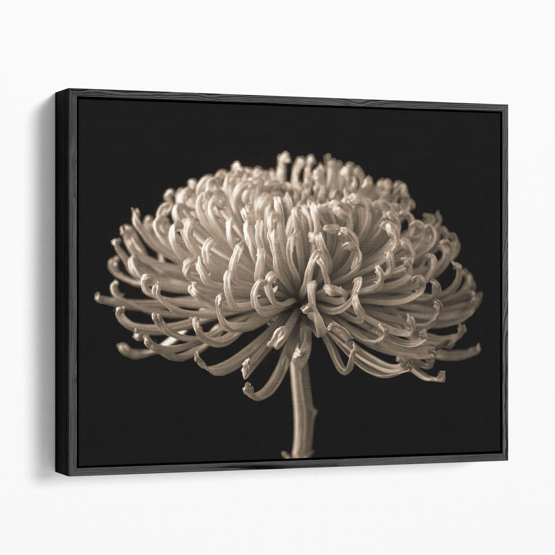 Chrysanthemum Flower - Canvas Print Wall Art