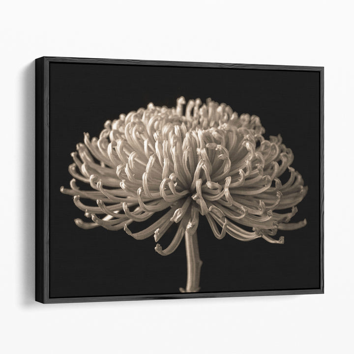 Chrysanthemum Flower - Canvas Print Wall Art