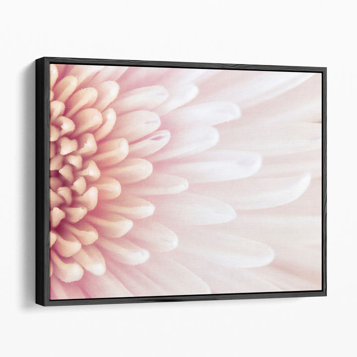 Chrysanthemum Petals - Canvas Print Wall Art