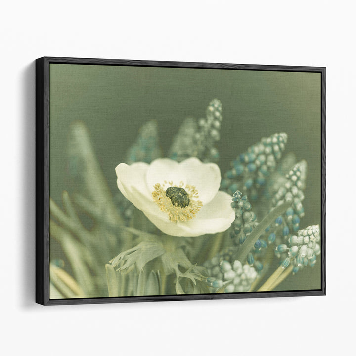 Close-Up Of Anemone Flower - Canvas Print Wall Art