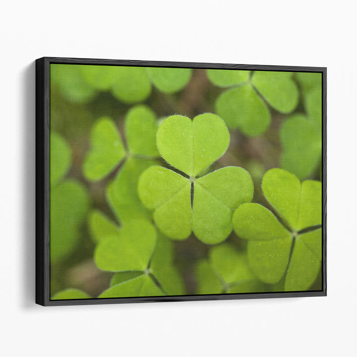 Close-up Of Lucky Clover - Canvas Print Wall Art