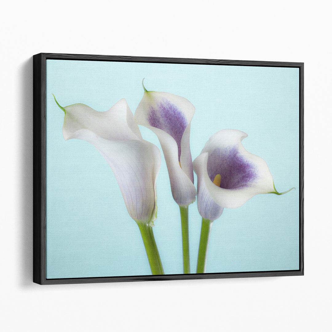 Close-up Of Three White Calla Lilies 1 - Canvas Print Wall Art