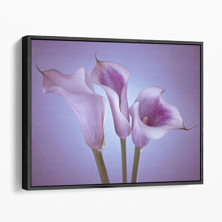 Close-up Of Three White Calla Lilies 2 - Canvas Print Wall Art