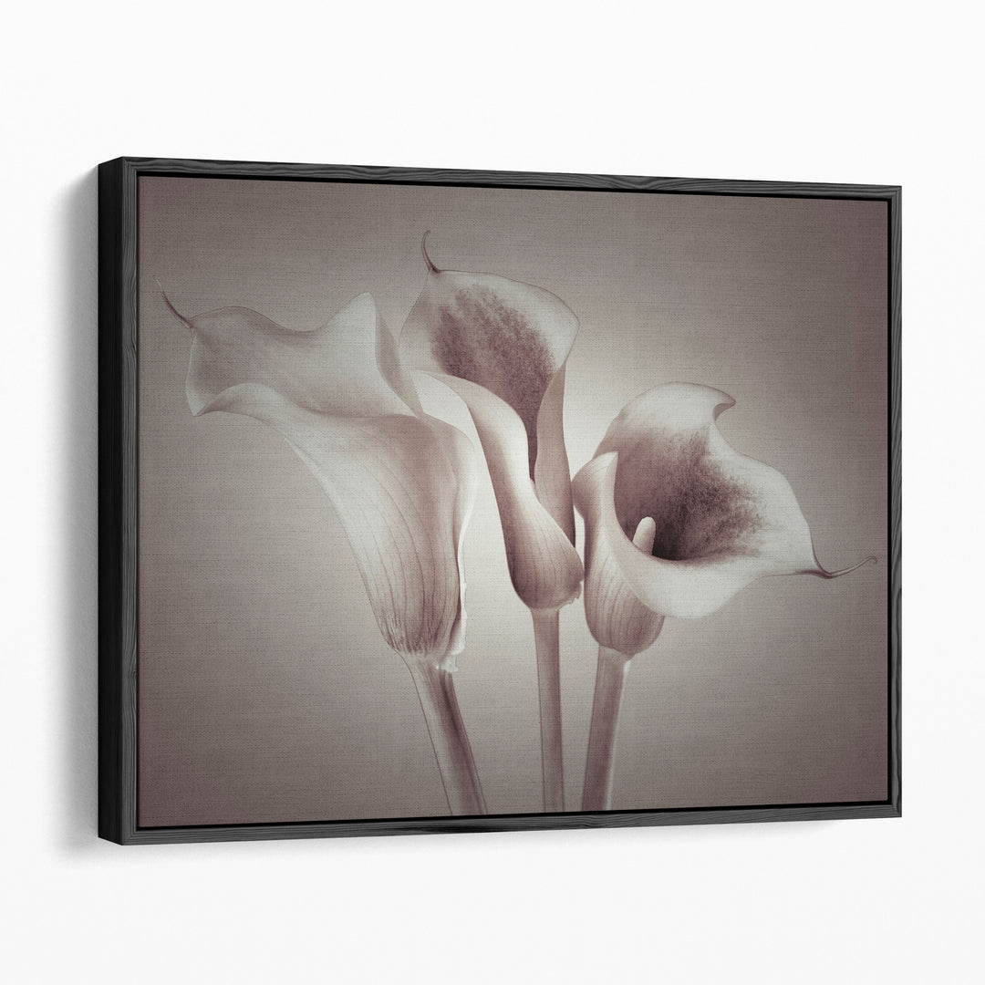 Close-up Of Three White Calla Lilies Neutral - Canvas Print Wall Art