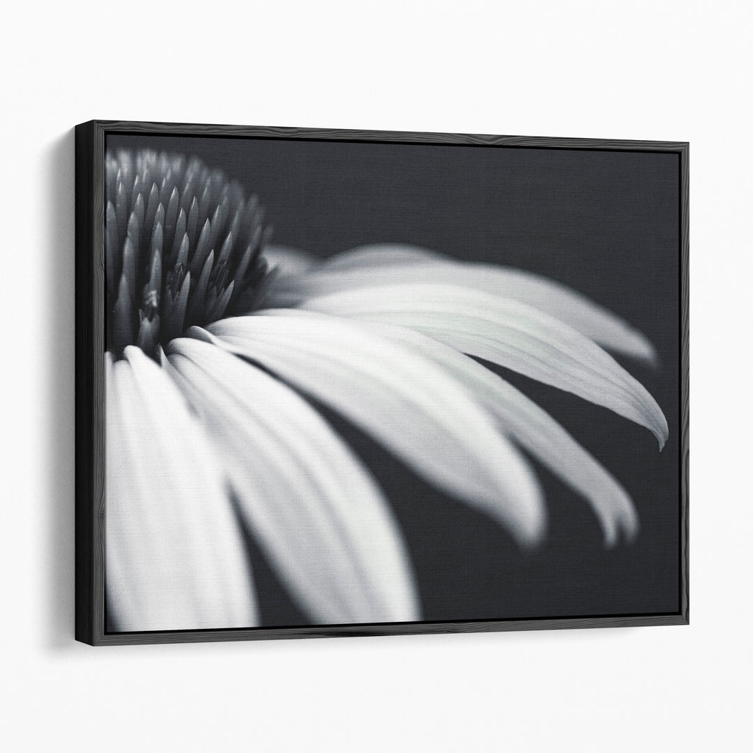Coneflower Close-up Black and White - Canvas Print Wall Art