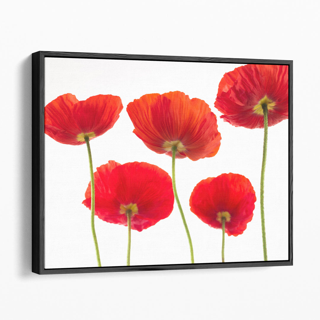 Five Poppies - Canvas Print Wall Art