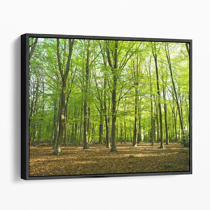 Forest At Spring Time - Canvas Print Wall Art