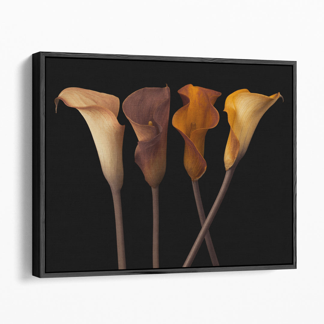 Four Calla Lilies 2 - Canvas Print Wall Art