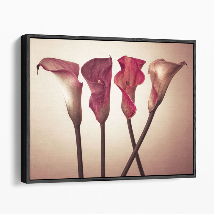 Four Calla Lilies 3 - Canvas Print Wall Art