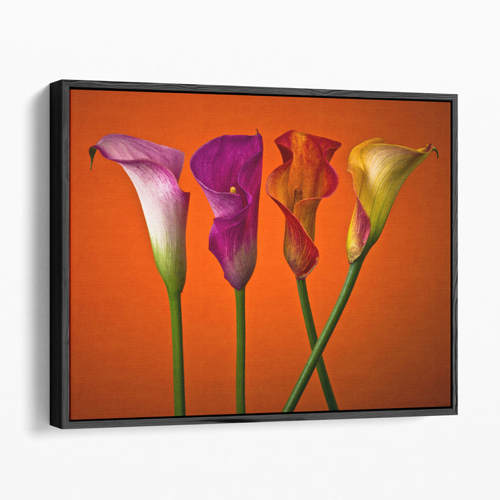 Four Calla Lilies 4 - Canvas Print Wall Art