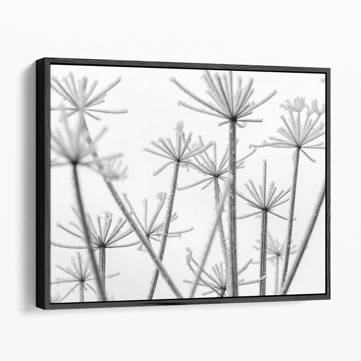 Frosty Cow Parsley - Canvas Print Wall Art