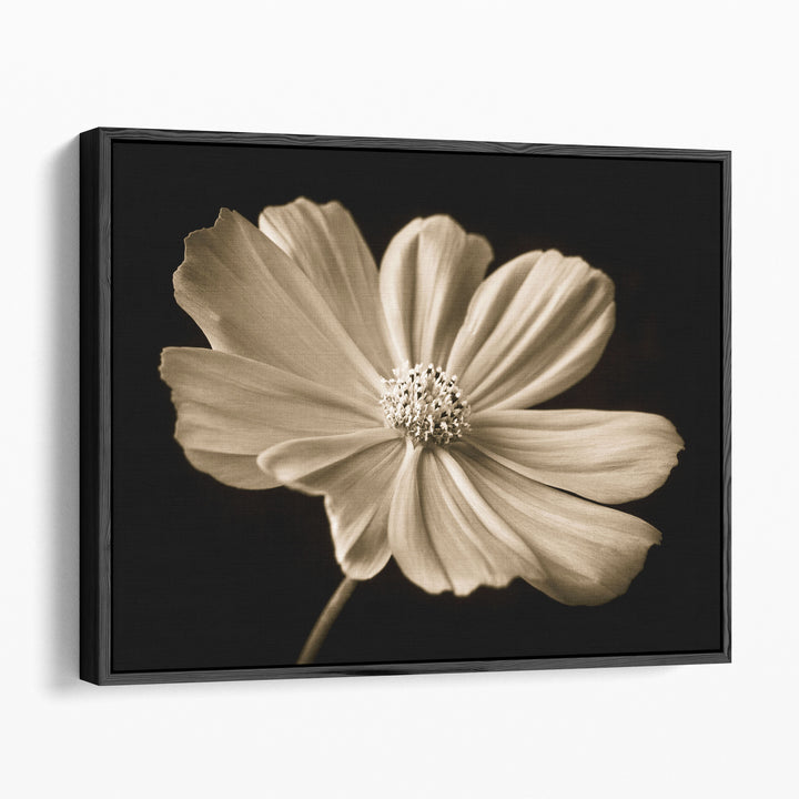 Cosmos Flower - Canvas Print Wall Art