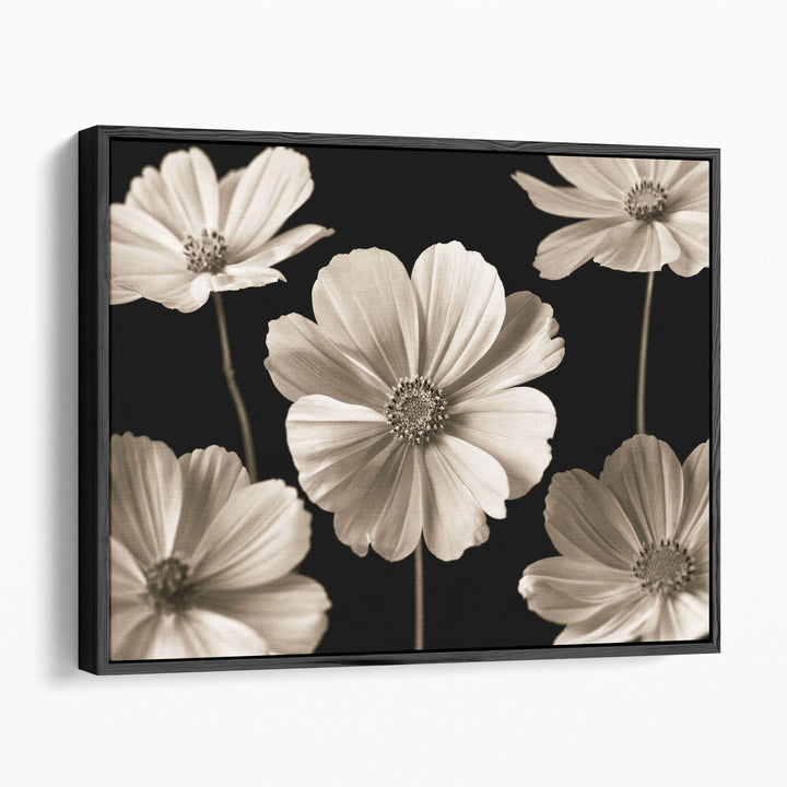 Cosmos Flowers - Canvas Print Wall Art