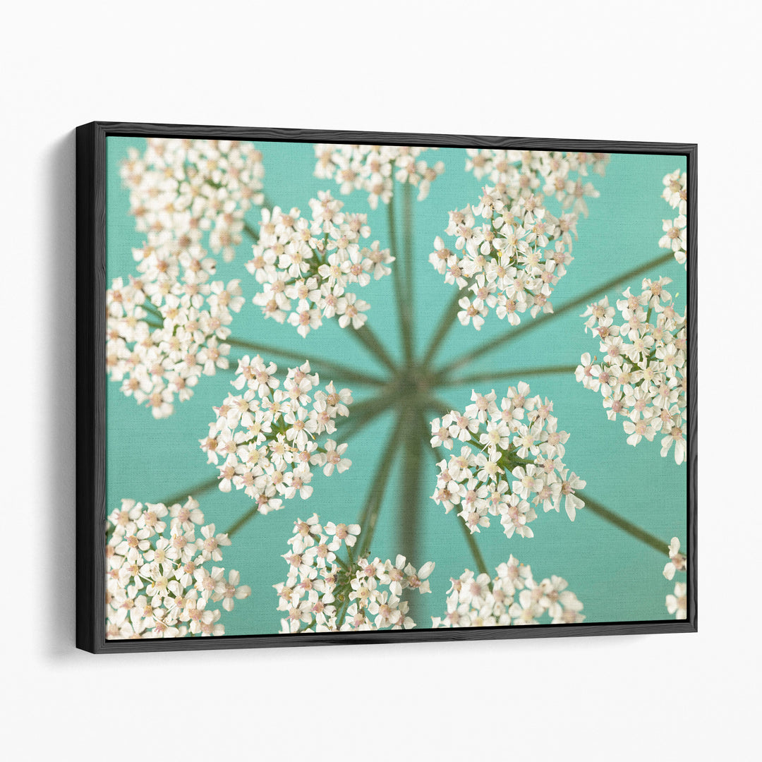 Cow Parsley Close-up 1 - Canvas Print Wall Art