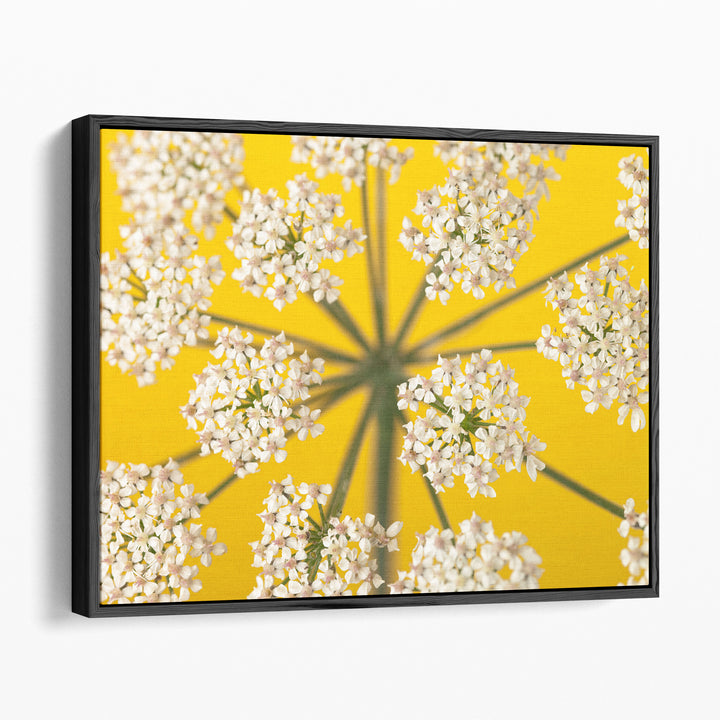 Cow Parsley Close-up 2 - Canvas Print Wall Art