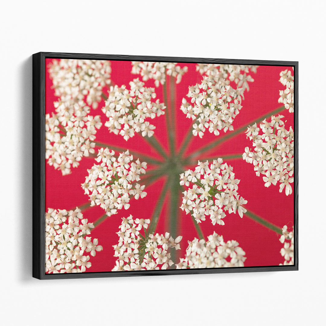 Cow Parsley Close-up 3 - Canvas Print Wall Art