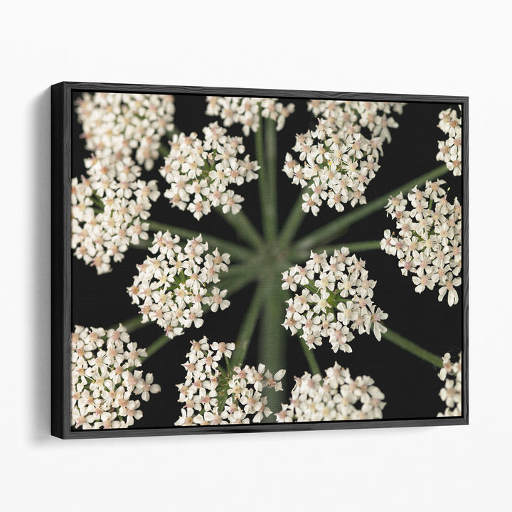 Cow Parsley Close-up 4 - Canvas Print Wall Art