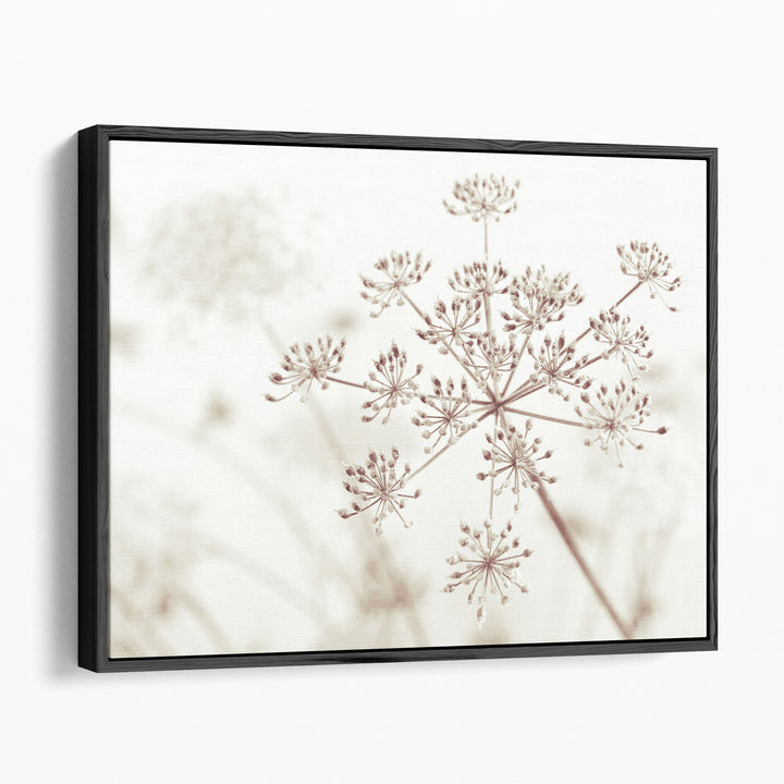 Cow Parsley Flowers 1 - Canvas Print Wall Art