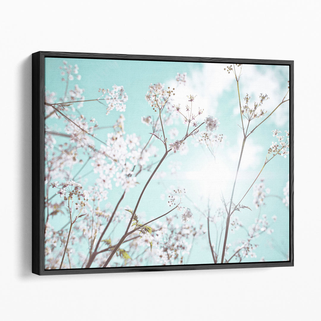 Cow Parsley Flowers In Summer Time - Canvas Print Wall Art