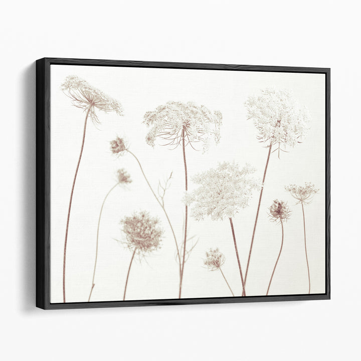 Cow Parsley Flowers On White - Canvas Print Wall Art