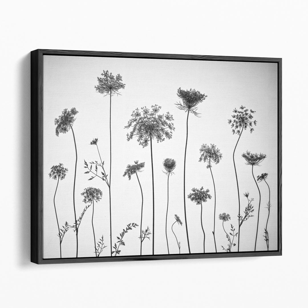 Cow Parsley - Canvas Print Wall Art