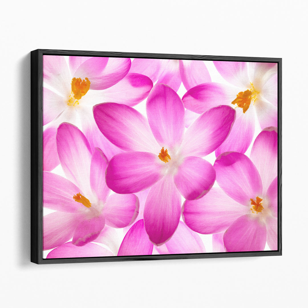Crocus Flowers - Canvas Print Wall Art