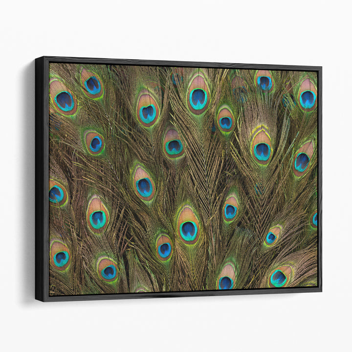 Peacock Feather Close-up - Canvas Print Wall Art