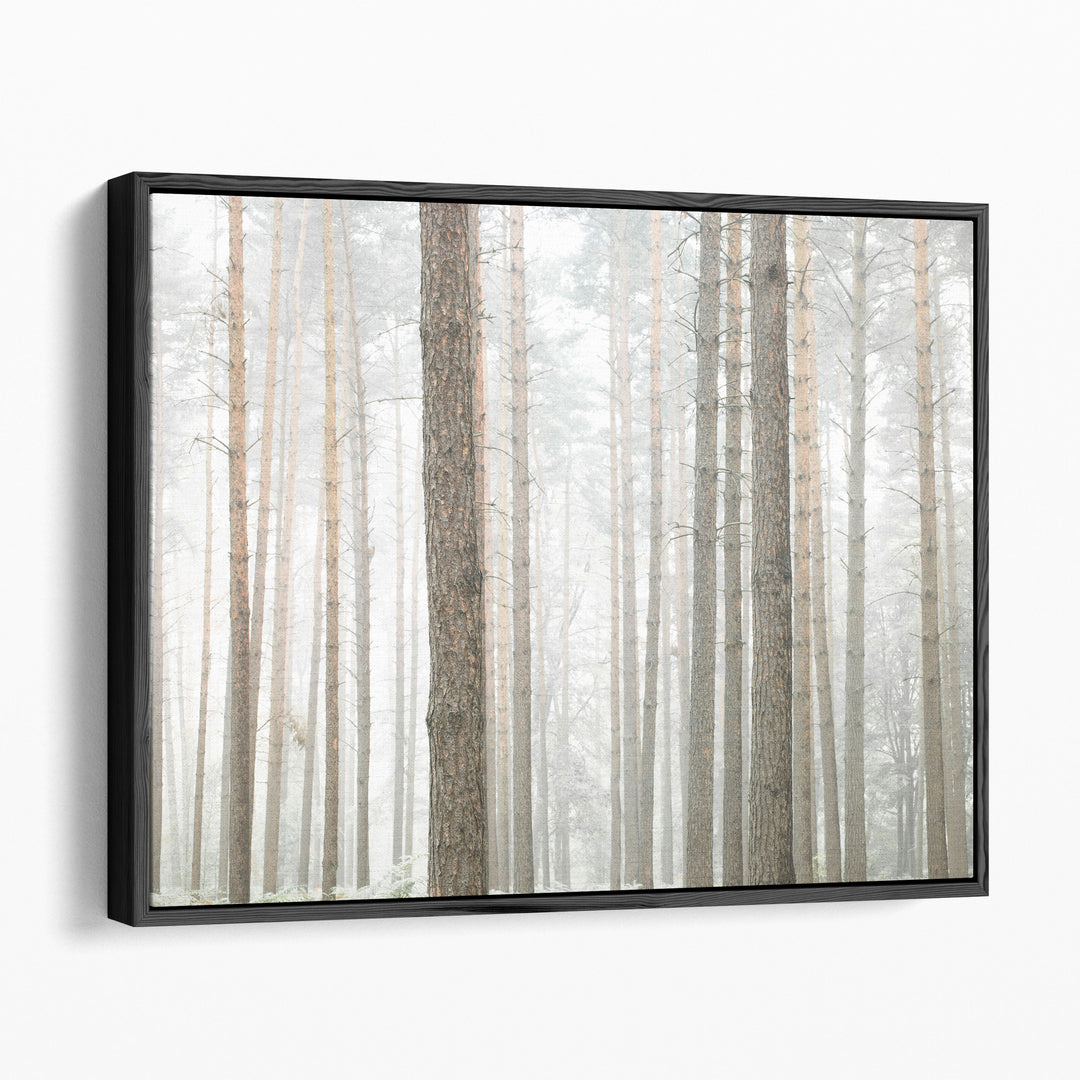 Tree Trunks In Forest - Canvas Print Wall Art