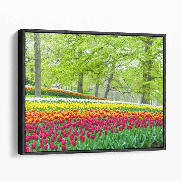 Keukenhof Tulips Garden, Netherlands - Canvas Print Wall Art