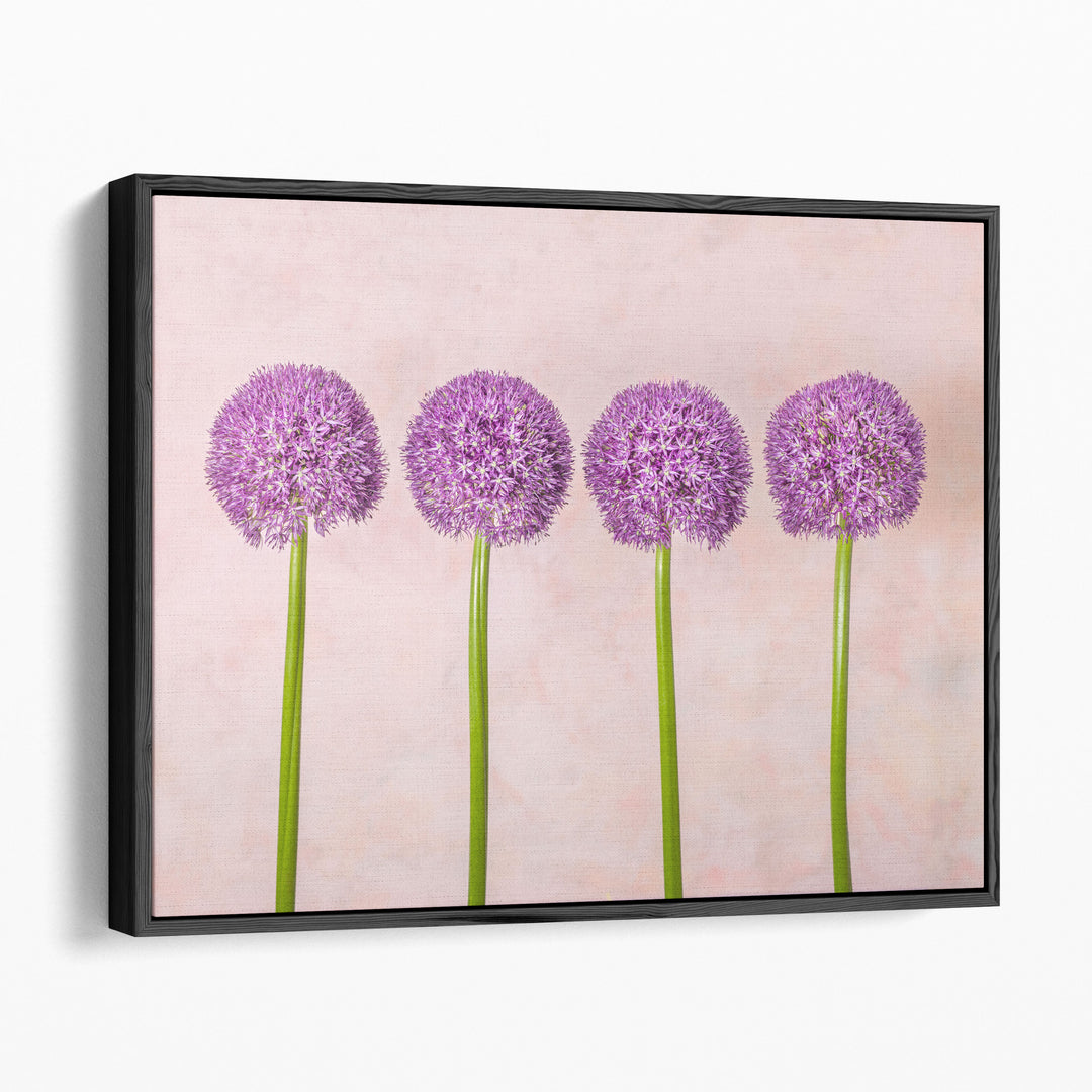 Allium Flowers in a Row - Canvas Print Wall Art