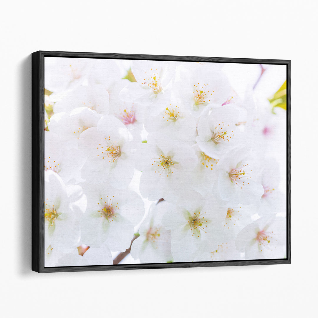 Blossom - Canvas Print Wall Art