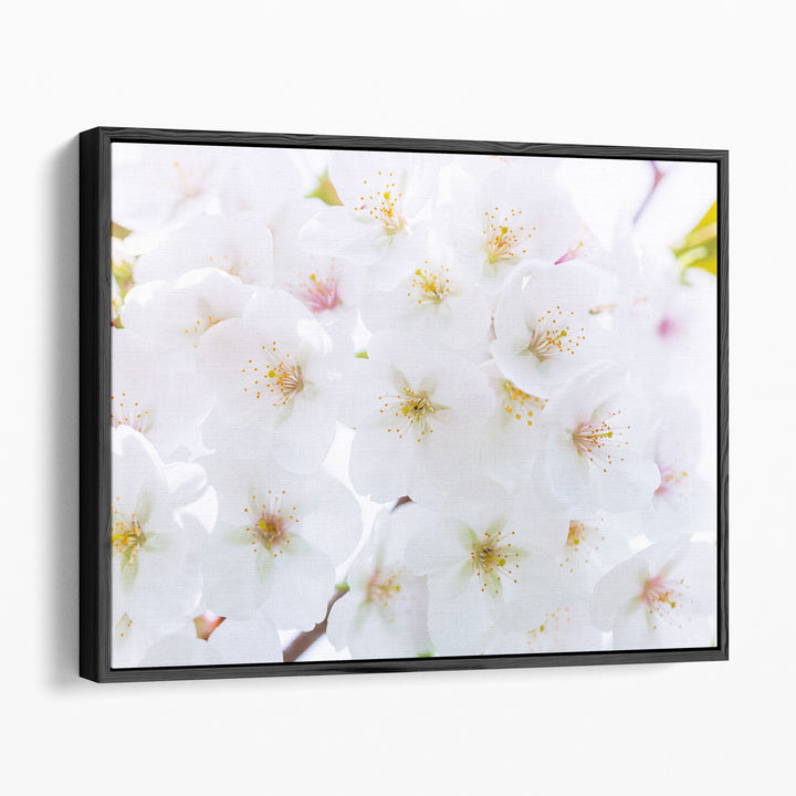 Blossom - Canvas Print Wall Art