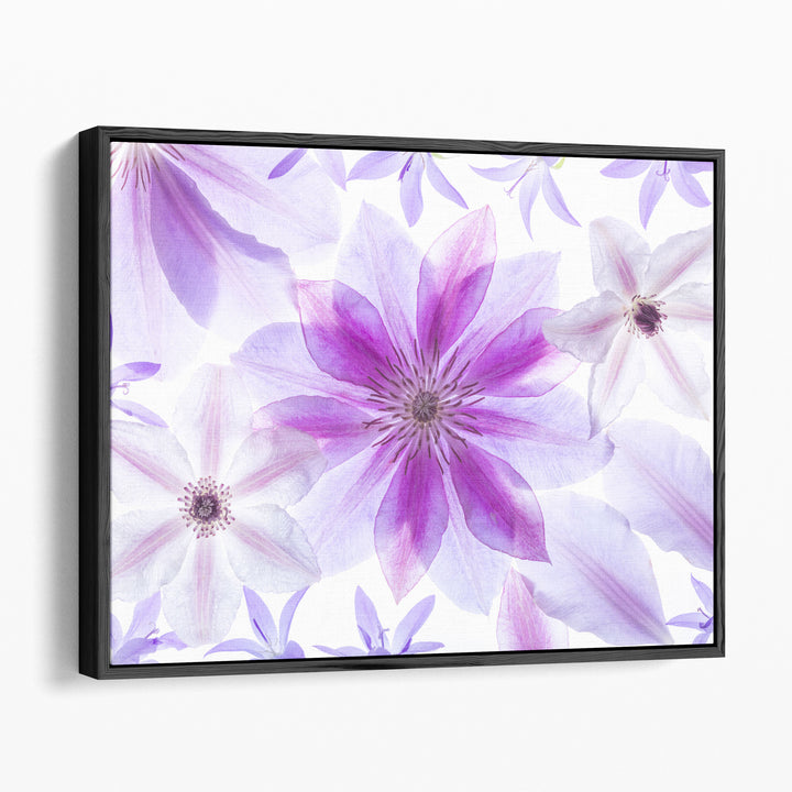Clematis Flowers II - Canvas Print Wall Art