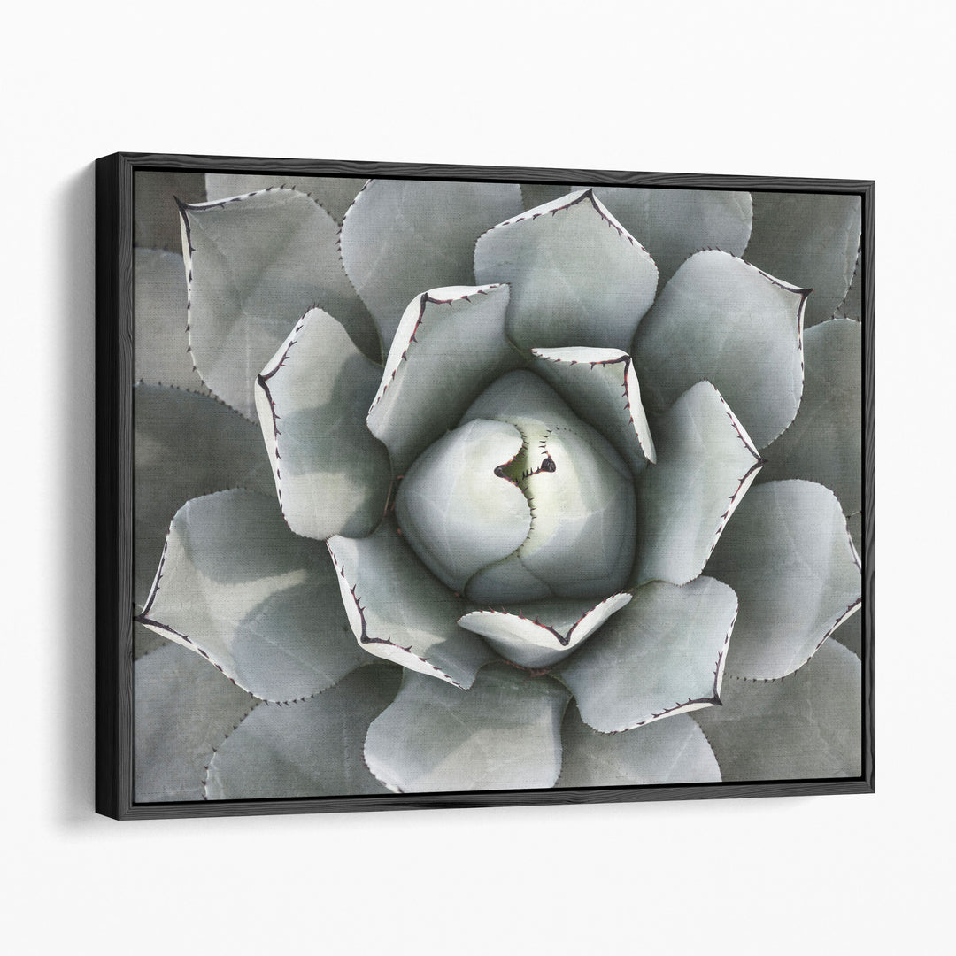 Agave Plant - Canvas Print Wall Art