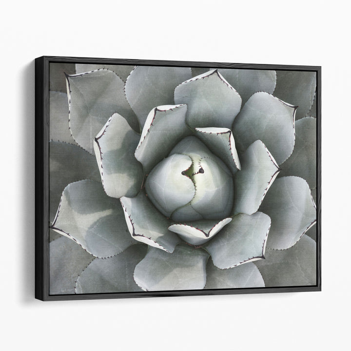 Agave Plant - Canvas Print Wall Art