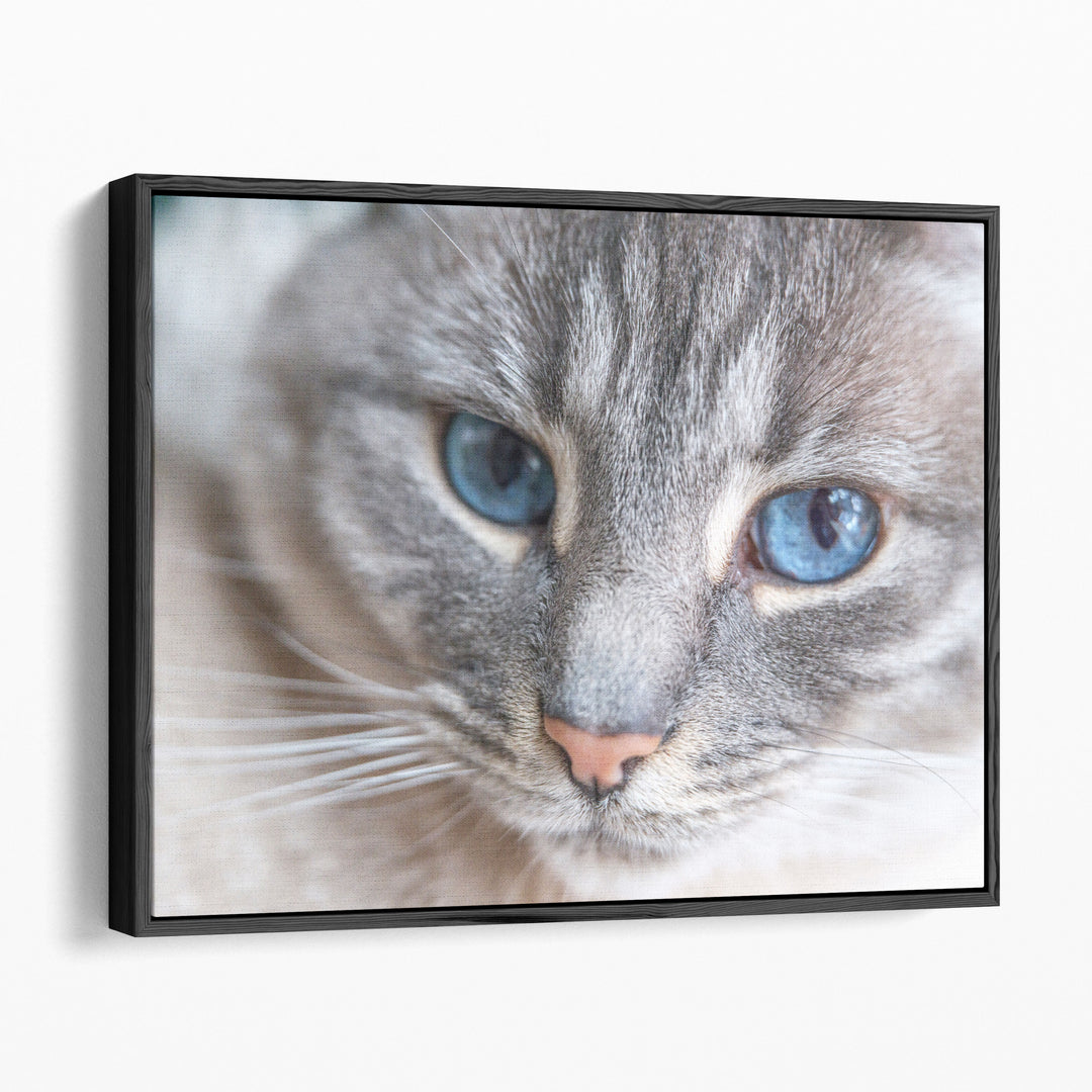 Cat Face Close Up - Canvas Print Wall Art