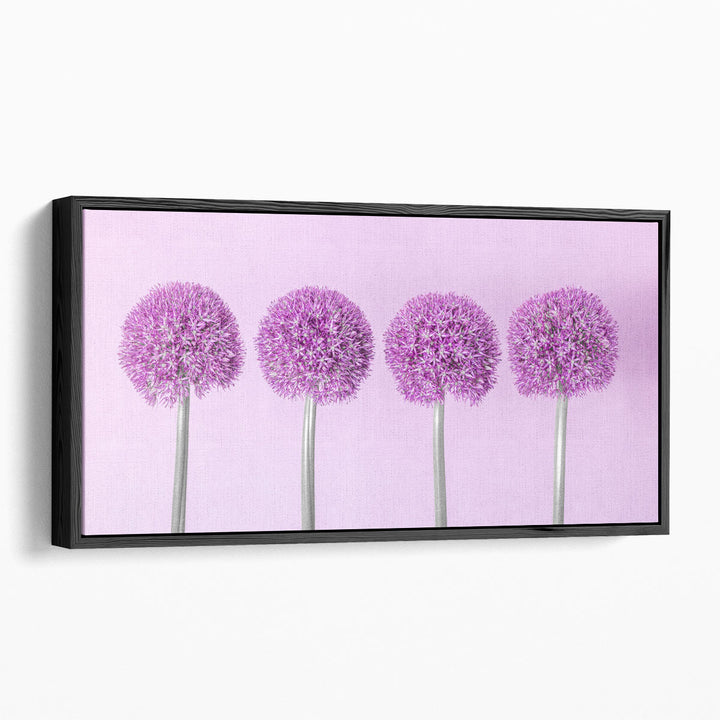 Allium Flowers - Canvas Print Wall Art