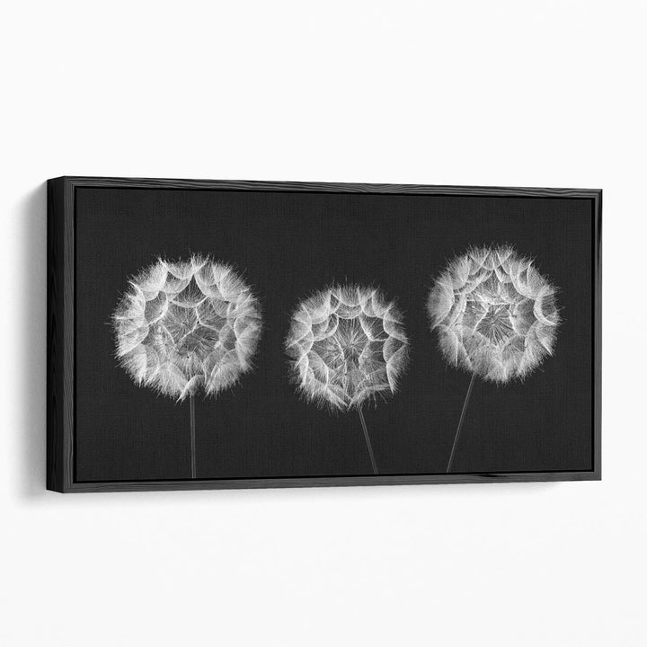 Dandelion Clock Black and White - Canvas Print Wall Art