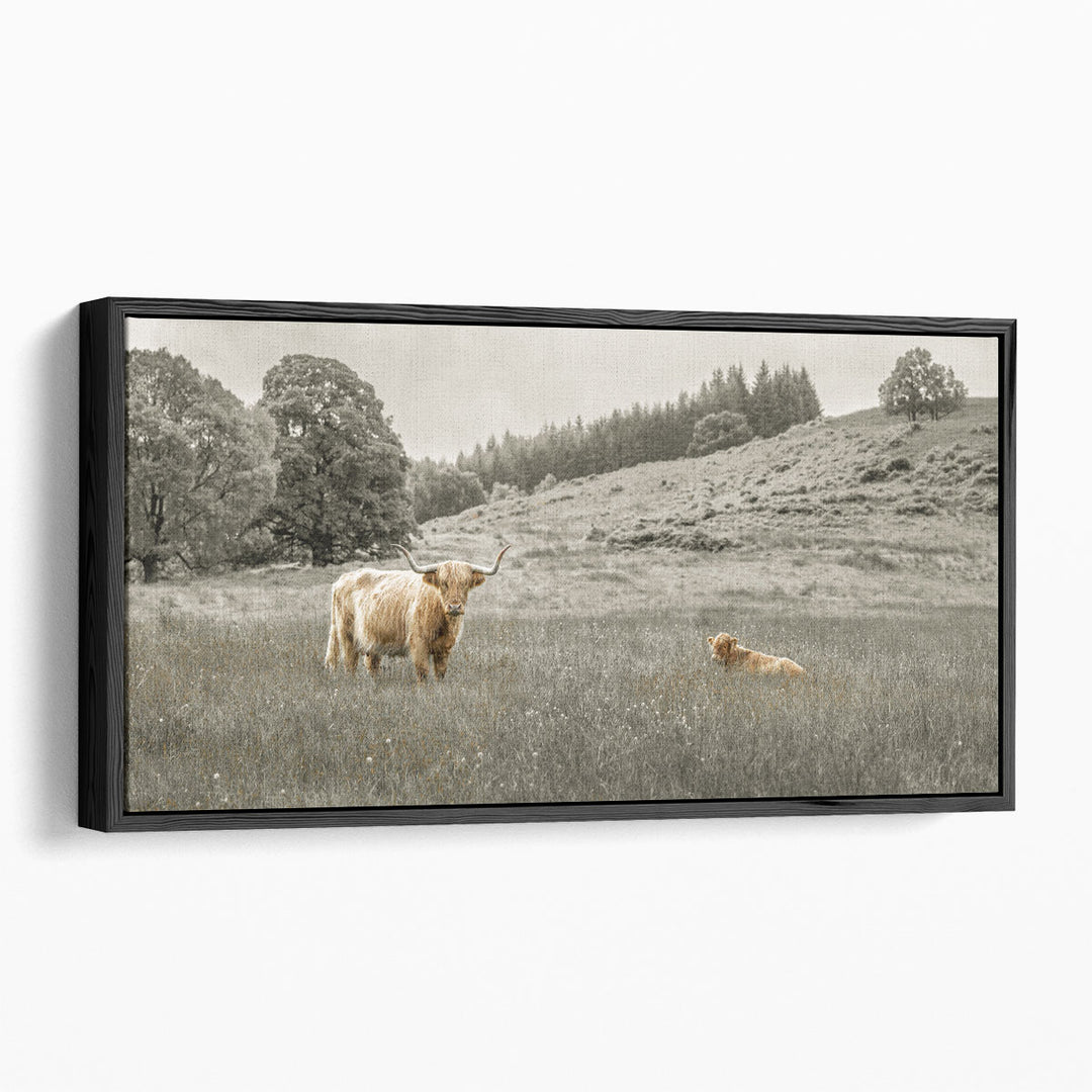 Black and white photography prints of Highland cow