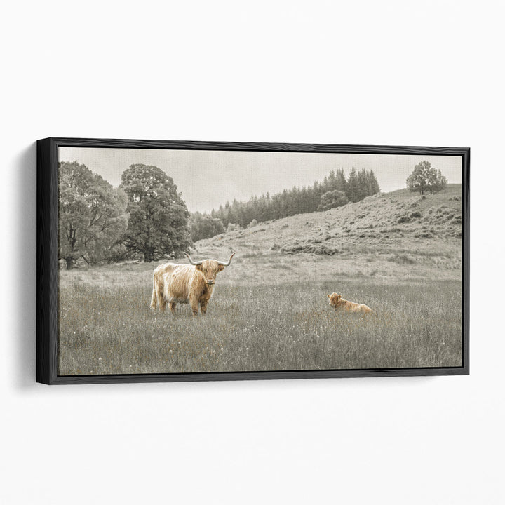 Black and white photography prints of Highland cow