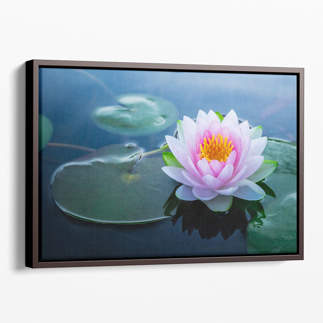 Beautiful Waterlily Flower in a Pond - Canvas Print Wall Art