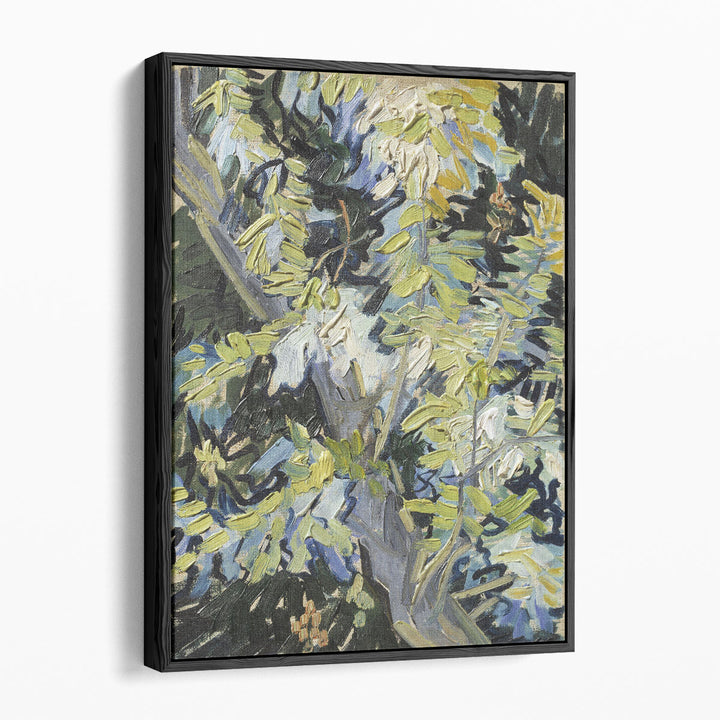 Acacia in Flowers - Canvas Print Wall Art