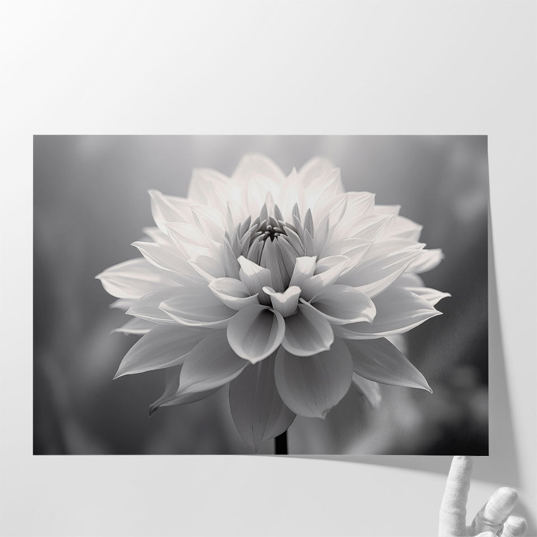 Softness in Monochrome - Canvas Print Wall Art