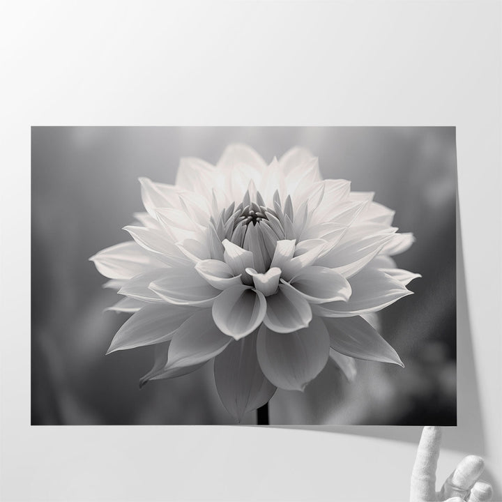 Softness in Monochrome - Canvas Print Wall Art