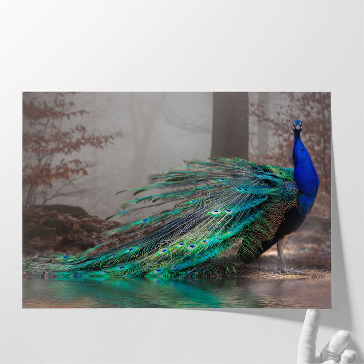 A Beautiful Peacock at a Lakeshore - Canvas Print Wall Art