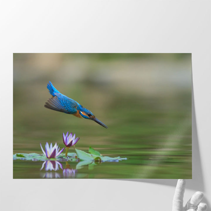 Diving Kingfisher - Canvas Print Wall Art