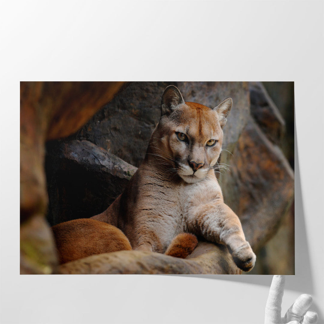 Wild Cat Cougar, Puma in the Forest - Canvas Print Wall Art