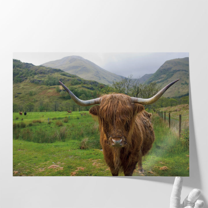 Country farmhouse canvas prints with cattle
